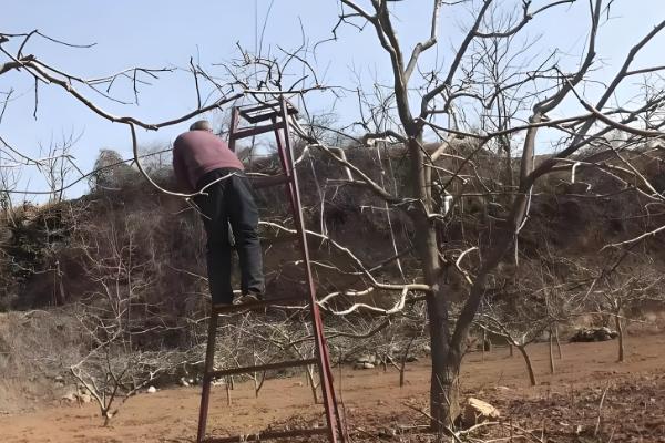 北方柿子树过冬方法,对树干涂白并包裹草绳和草席