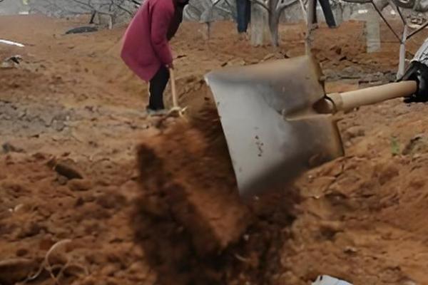 北方柿子树过冬方法,对树干涂白并包裹草绳和草席