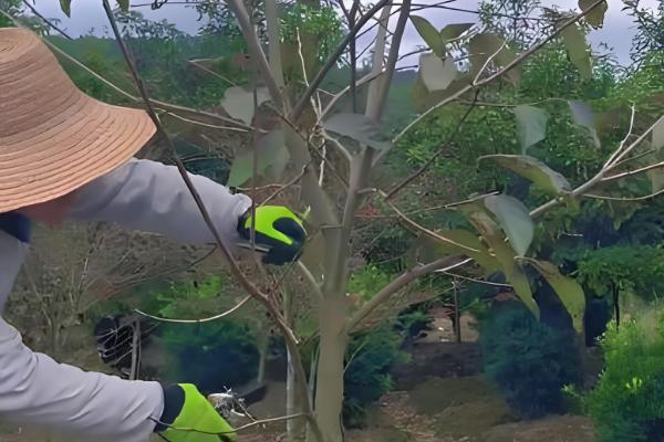 北方柿子树过冬方法,对树干涂白并包裹草绳和草席