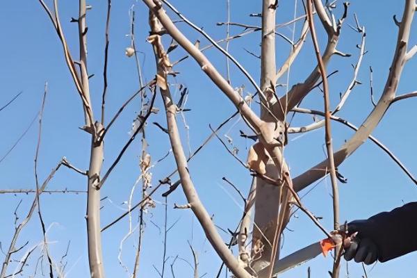 北方柿子树过冬方法,对树干涂白并包裹草绳和草席