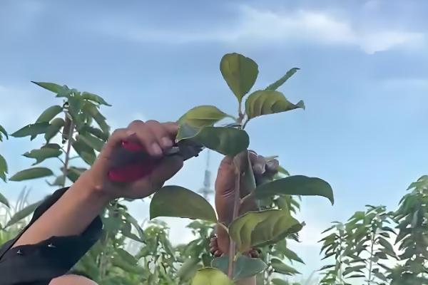 北方柿子树过冬方法,对树干涂白并包裹草绳和草席