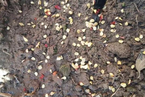 露地辣椒怎么种植，长出4-5片真叶时追施尿素或饼肥