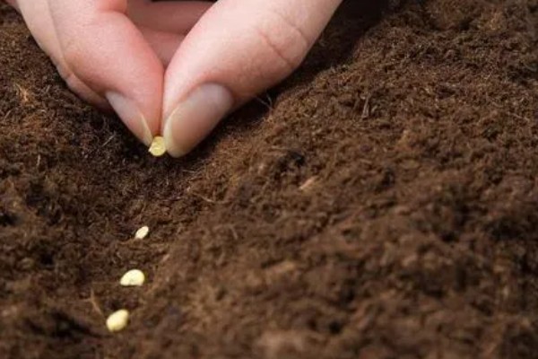 露地辣椒怎么种植，长出4-5片真叶时追施尿素或饼肥