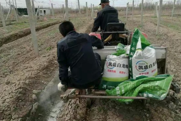 露地辣椒怎么种植，长出4-5片真叶时追施尿素或饼肥