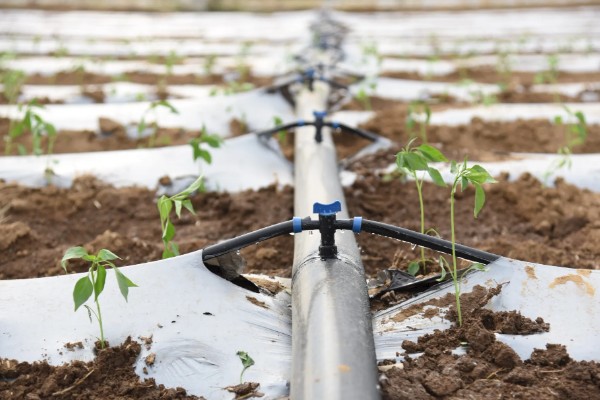 露地辣椒怎么种植，长出4-5片真叶时追施尿素或饼肥