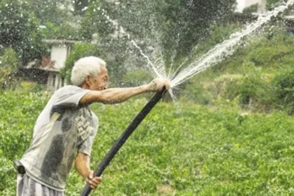 露地辣椒怎么种植，长出4-5片真叶时追施尿素或饼肥