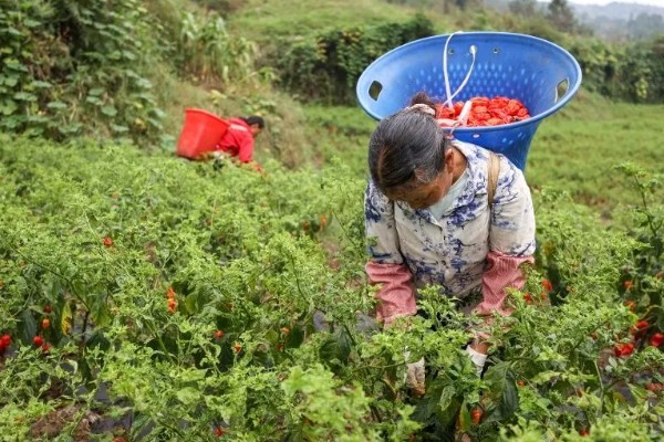 露地辣椒怎么种植，长出4-5片真叶时追施尿素或饼肥