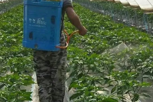 露地辣椒怎么种植，长出4-5片真叶时追施尿素或饼肥