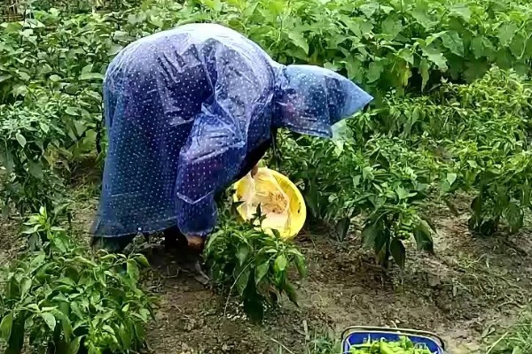 露地辣椒怎么种植，长出4-5片真叶时追施尿素或饼肥