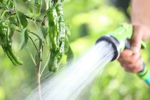 露地辣椒怎么种植，长出4-5片真叶时追施尿素或饼肥