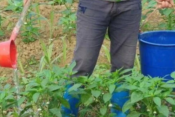 露地辣椒怎么种植，长出4-5片真叶时追施尿素或饼肥