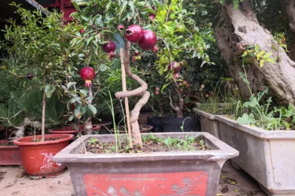 石榴树怎么救活,要将其移到光照良好的地方