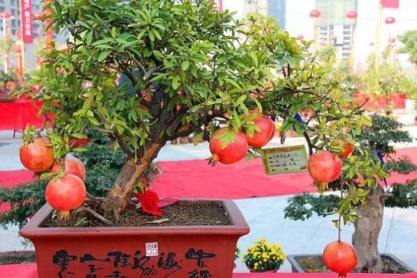 石榴树怎么救活,要将其移到光照良好的地方