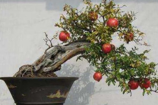 石榴树怎么救活,要将其移到光照良好的地方