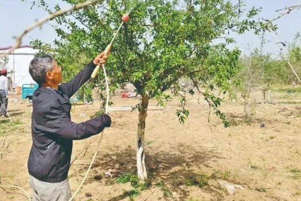 石榴树怎么救活,要将其移到光照良好的地方