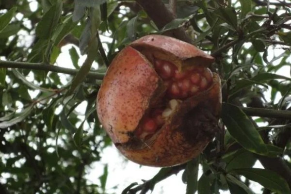 石榴树怎么救活,要将其移到光照良好的地方