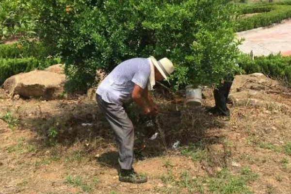 石榴树怎么救活,要将其移到光照良好的地方