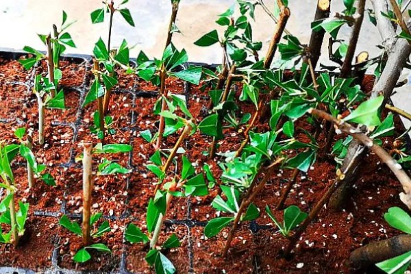 石榴树怎么救活,要将其移到光照良好的地方