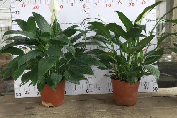 一帆风顺有什么花语，代表平安顺遂，一帆风顺