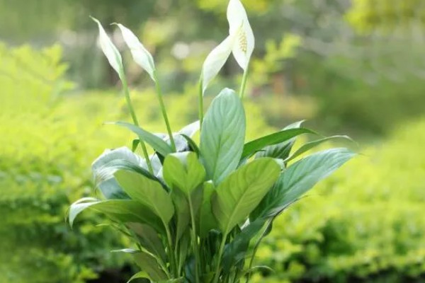 一帆风顺有什么花语，代表平安顺遂，一帆风顺