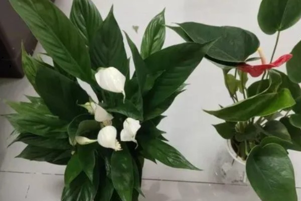 一帆风顺有什么花语，代表平安顺遂，一帆风顺