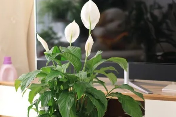 一帆风顺有什么花语，代表平安顺遂，一帆风顺