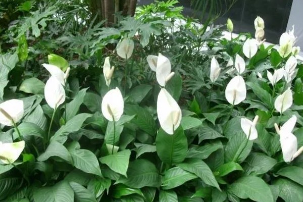 一帆风顺有什么花语，代表平安顺遂，一帆风顺