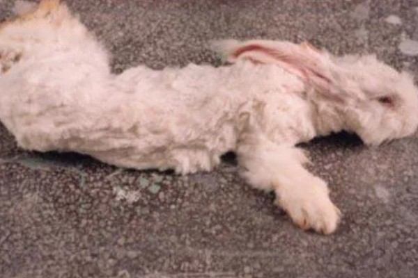 兔瘟怎么预防，趁早注射疫苗是有效措施