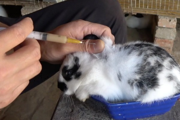 兔瘟怎么预防，趁早注射疫苗是有效措施