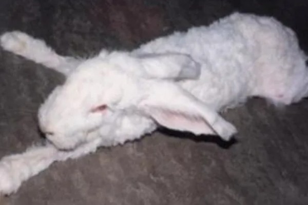 兔瘟怎么预防，趁早注射疫苗是有效措施