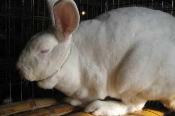 兔瘟怎么预防，趁早注射疫苗是有效措施