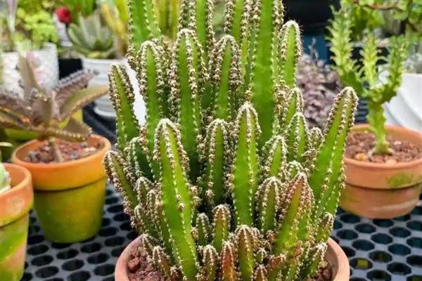 万重山变褐能不能恢复，过度浇水时更换疏松透气的砂壤土便可恢复生长