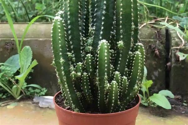 万重山变褐能不能恢复，过度浇水时更换疏松透气的砂壤土便可恢复生长