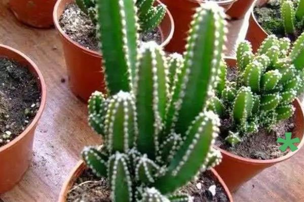 万重山变褐能不能恢复，过度浇水时更换疏松透气的砂壤土便可恢复生长