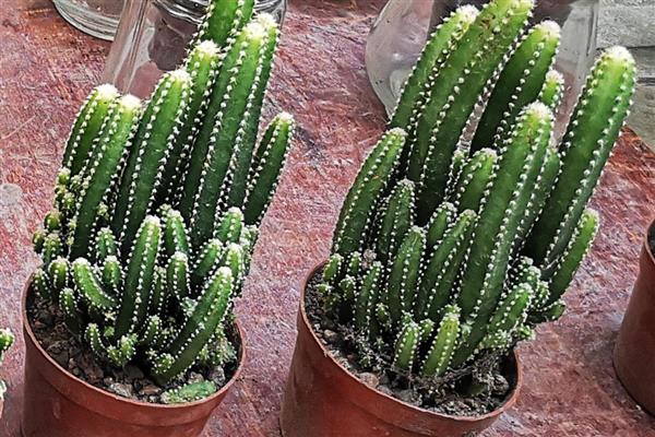 万重山变褐能不能恢复，过度浇水时更换疏松透气的砂壤土便可恢复生长