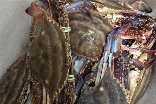 如何挑选梭子蟹，腿脚齐全代表体内营养充足