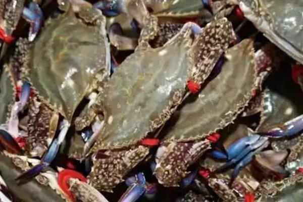 如何挑选梭子蟹，腿脚齐全代表体内营养充足