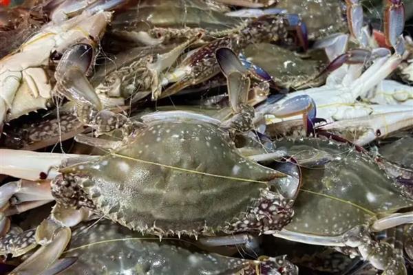 如何挑选梭子蟹，腿脚齐全代表体内营养充足