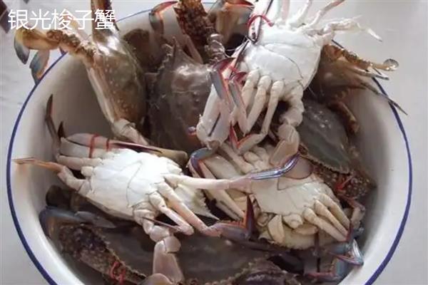 如何挑选梭子蟹，腿脚齐全代表体内营养充足