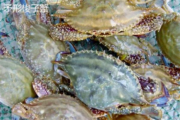 如何挑选梭子蟹，腿脚齐全代表体内营养充足