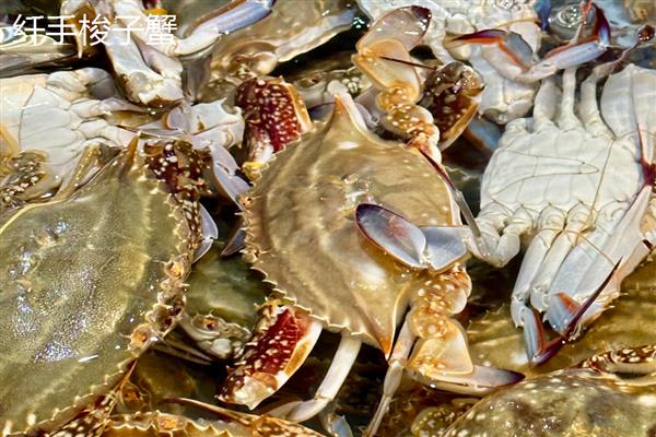 如何挑选梭子蟹，腿脚齐全代表体内营养充足