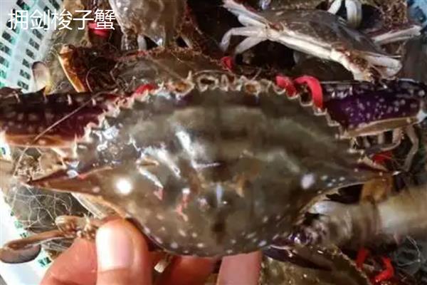 如何挑选梭子蟹，腿脚齐全代表体内营养充足