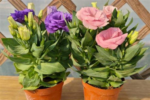 洋桔梗盆栽养护方法，春秋季节每隔2-3天浇一次水