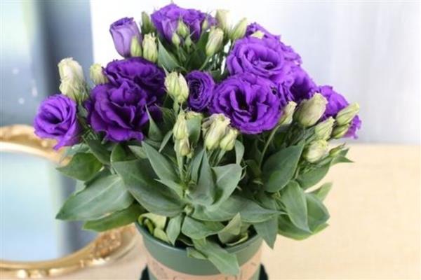 洋桔梗盆栽养护方法，春秋季节每隔2-3天浇一次水