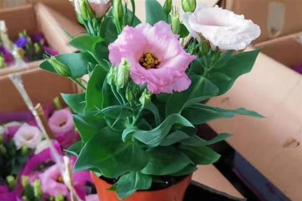 洋桔梗盆栽养护方法，春秋季节每隔2-3天浇一次水