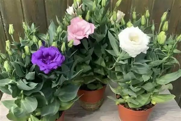 洋桔梗盆栽养护方法，春秋季节每隔2-3天浇一次水