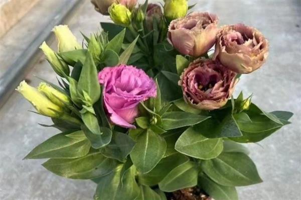 洋桔梗盆栽养护方法，春秋季节每隔2-3天浇一次水