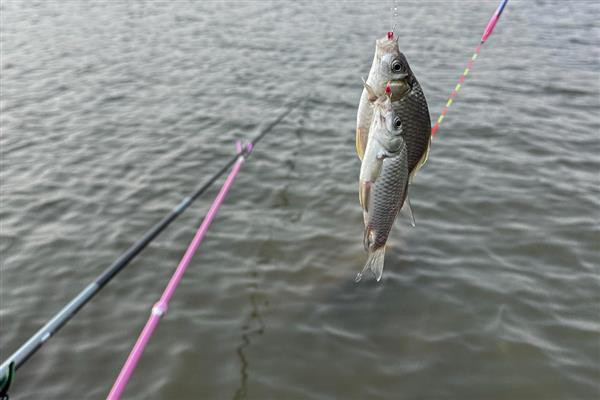 前打竿的简介，介于手竿和海竿之间