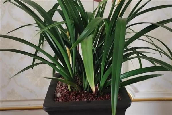 兰花为什么会空根，缺水、营养不足、土壤不透气都会造成