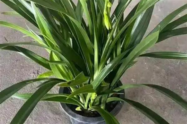 兰花为什么会空根，缺水、营养不足、土壤不透气都会造成